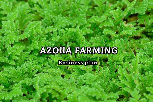 Azolla Farming from Scratch: A Complete Guide for Beginners to Pros